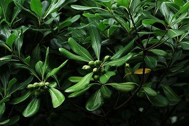 《星际公民：42中队》公布新地图 坚称于2026年推出